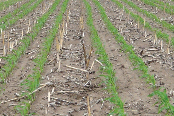 No-till sowing and seedling emergence in wide and narrow rows