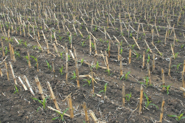 Wide and narrow rows, high stubble, no-till sowing and seedling emergence