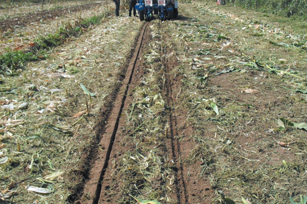 No-till посев и появление рассады кукурузы на стерневых полях пшеницы