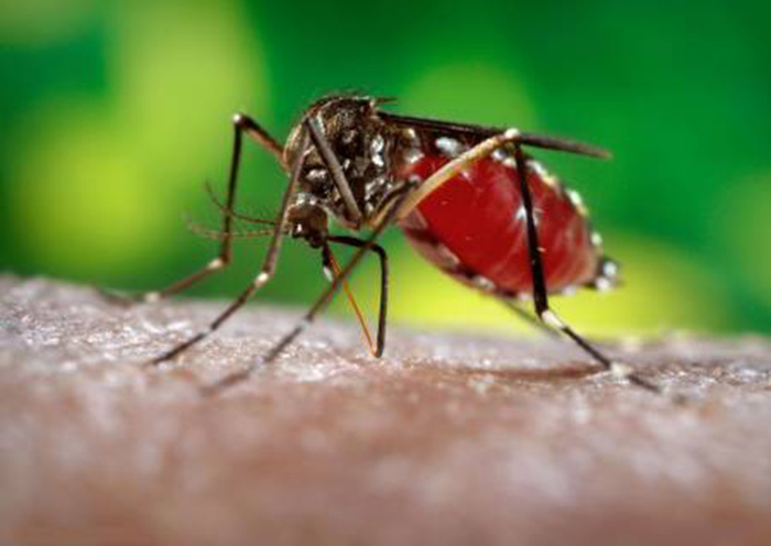 蚊子防治-消灭蚊子的有效方法-蚊子防治公司