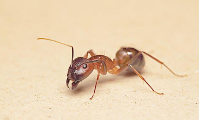 怀化灭蚂蚁