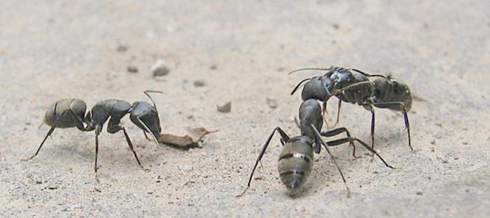 蚂蚁防治-专业消灭蚂蚁-清波杀虫公司