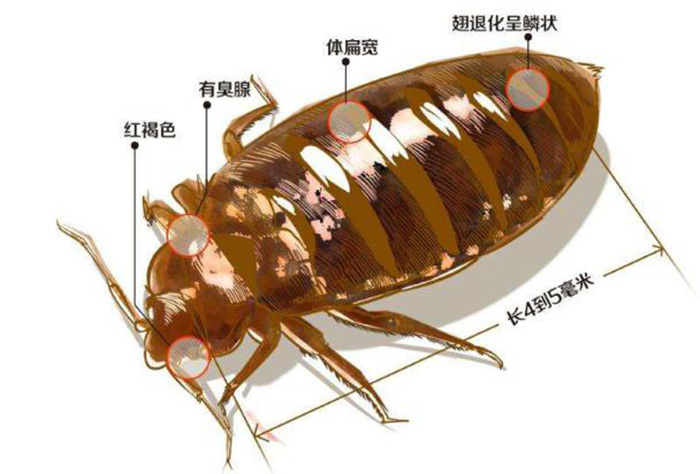 臭虫防治-杀灭臭虫-清波臭虫防治公司