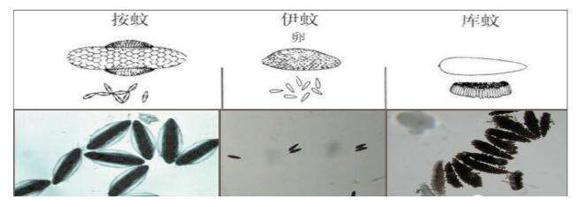 长沙杀虫公司