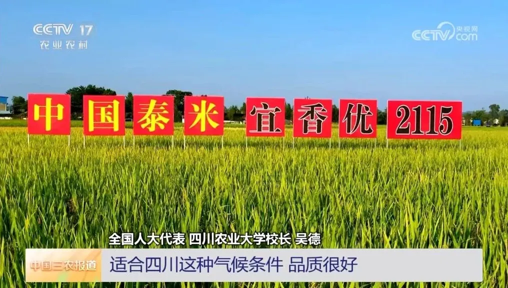 听两会声音 绘春天美景——国家超级稻“宜香优2115”两会纪实