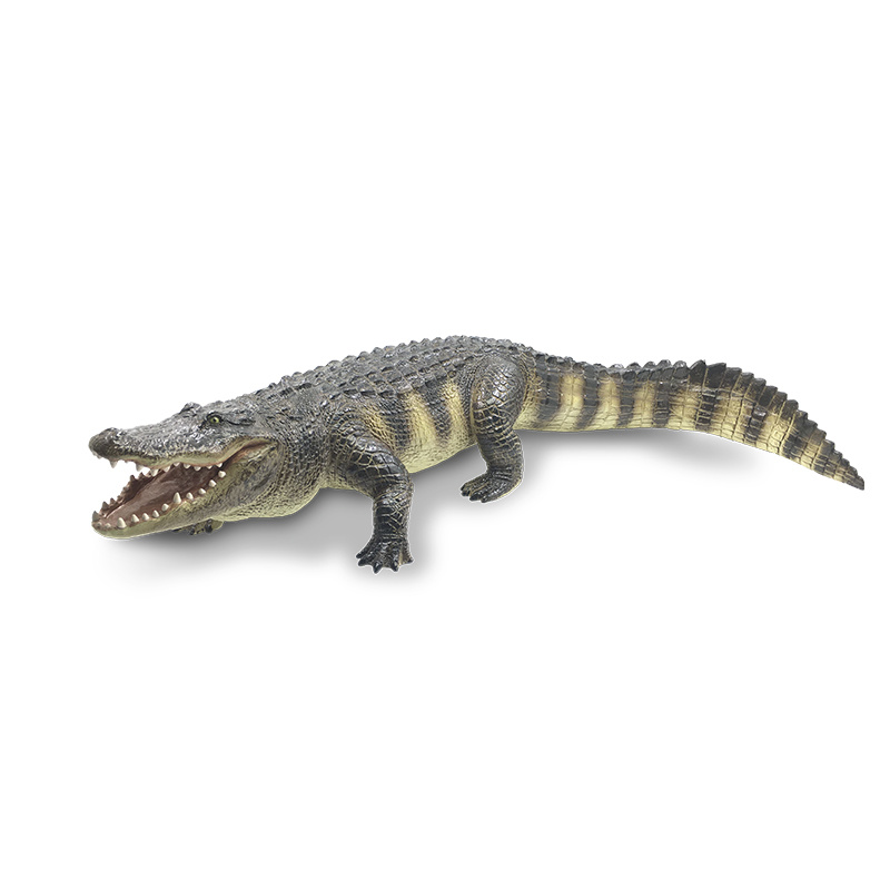 R8131W American alligator