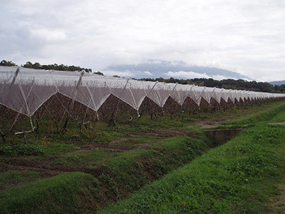 The Ultimate Guide to Open Protective Net in Agricultural Facilities