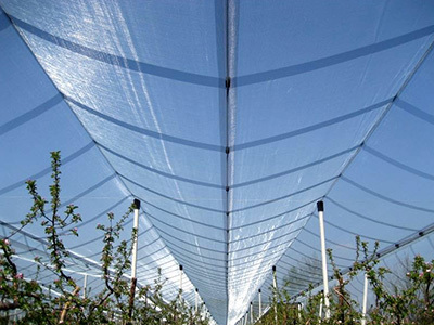 Maximizing Crop Yield and Quality: The Impact of Open Protective Nets