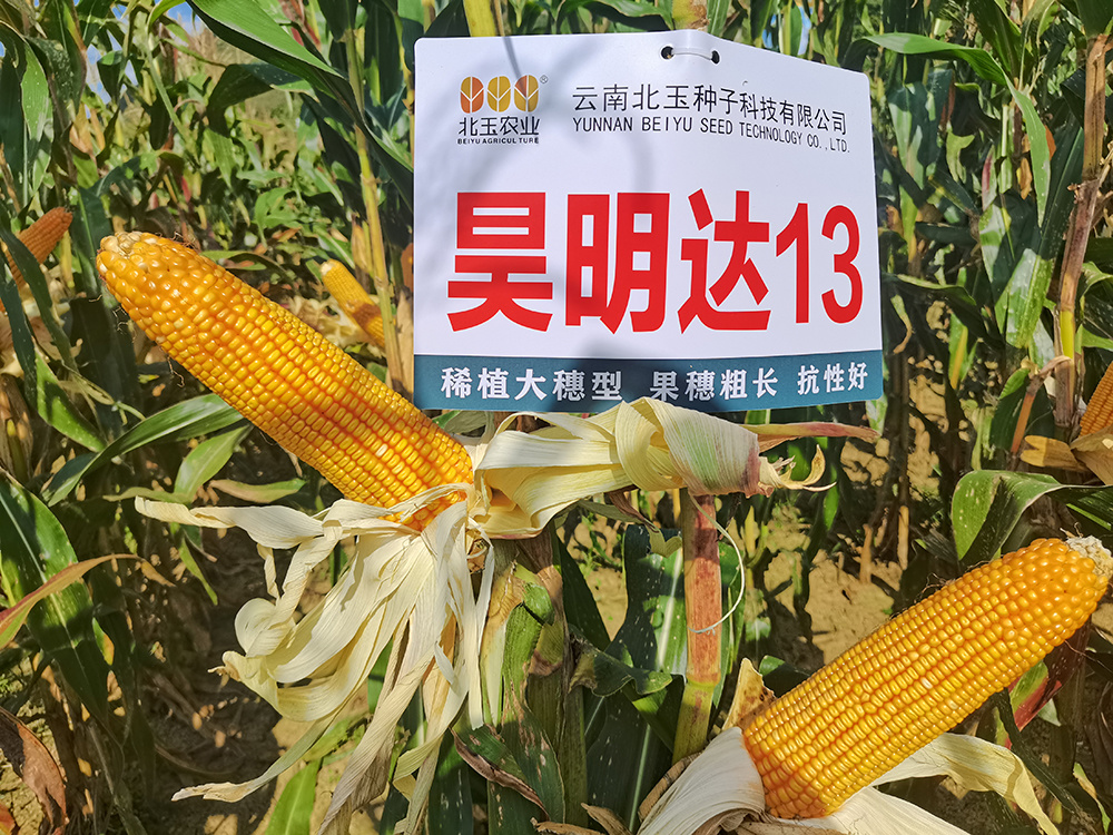 昊明達13