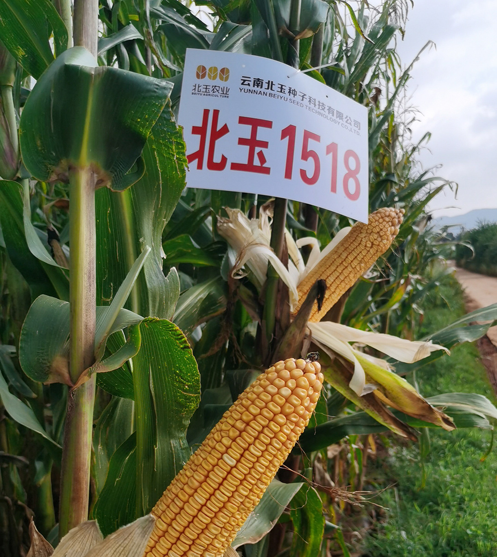 北玉1518