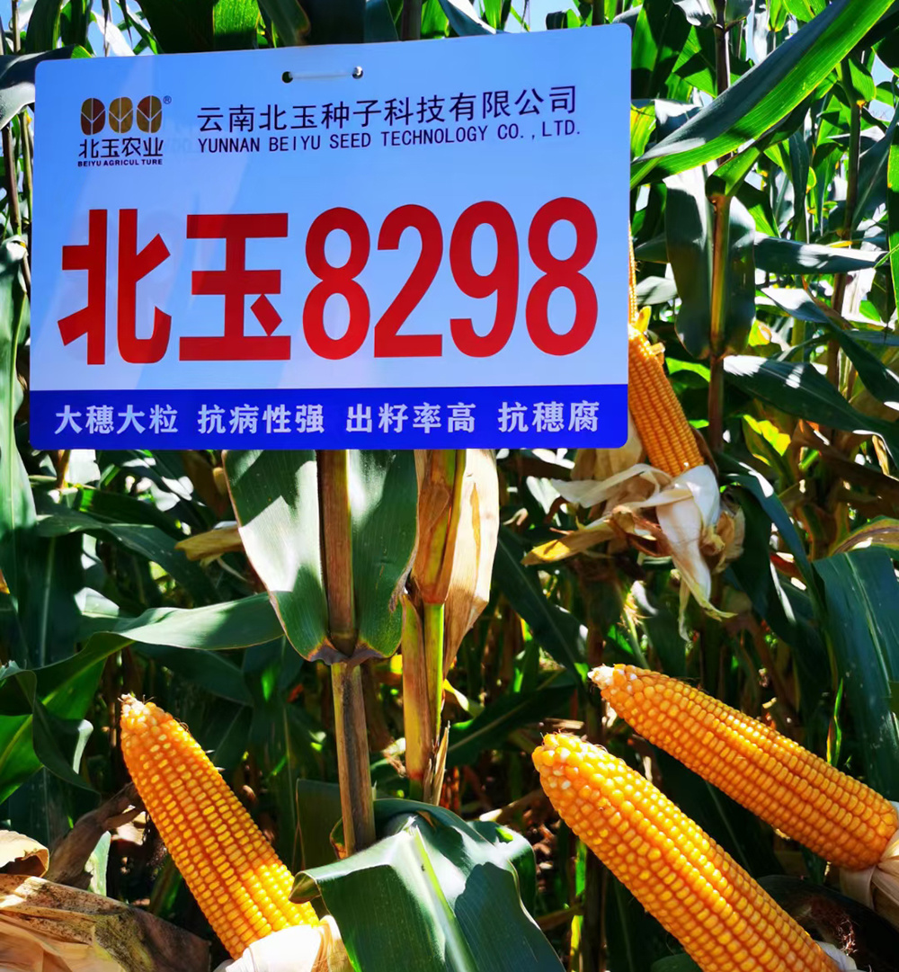 北玉8298