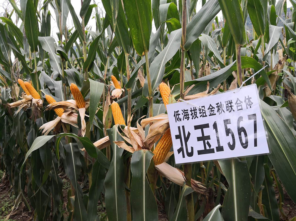 北玉1567