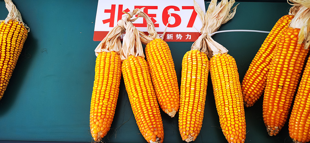 北玉67