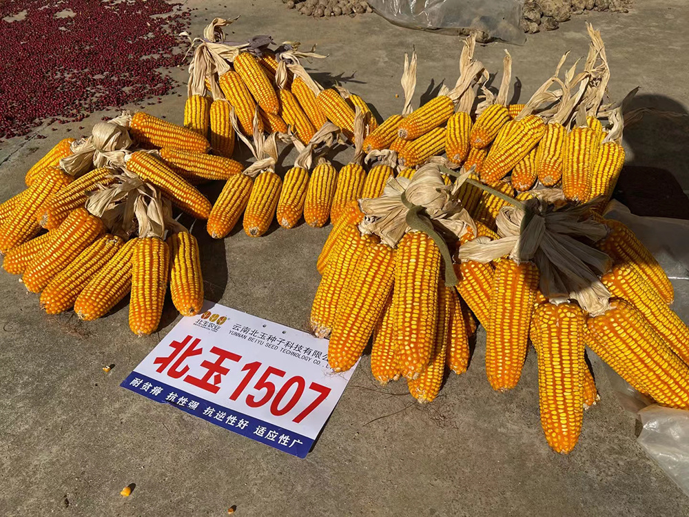 北玉1507