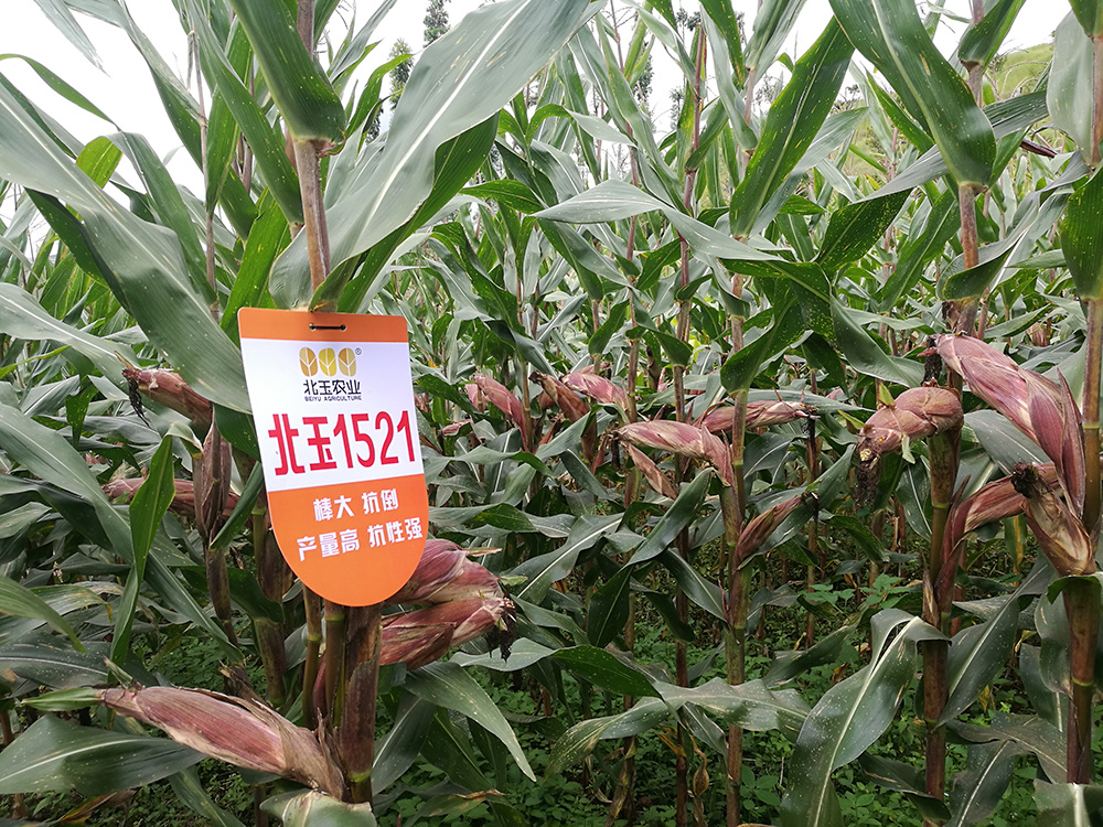 北玉1521
