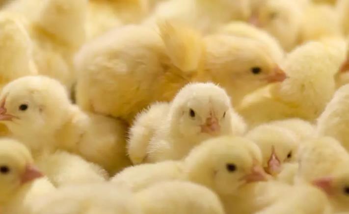 禽流感再引爆市场关注 专业剖析肉鸡和鸡蛋