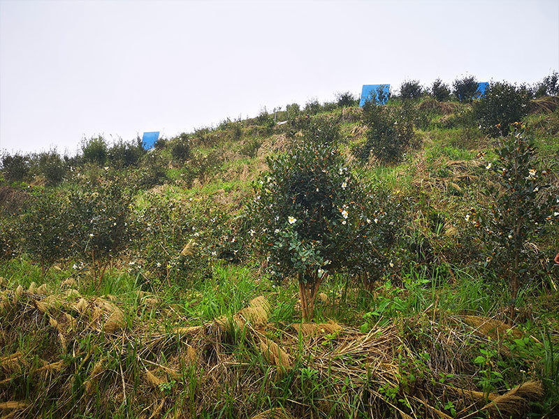 基地風(fēng)貌