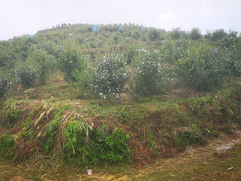 基地風(fēng)貌