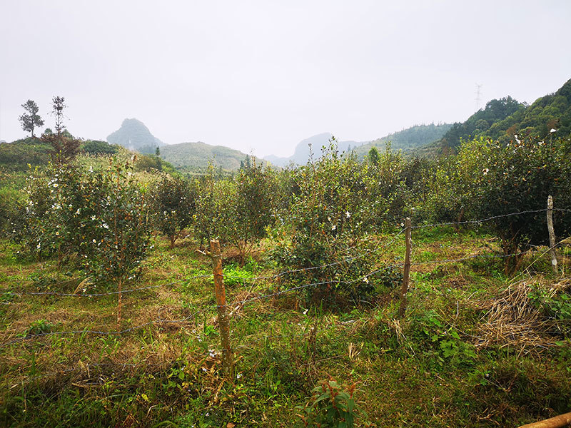 基地風(fēng)貌