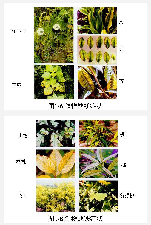 九禾