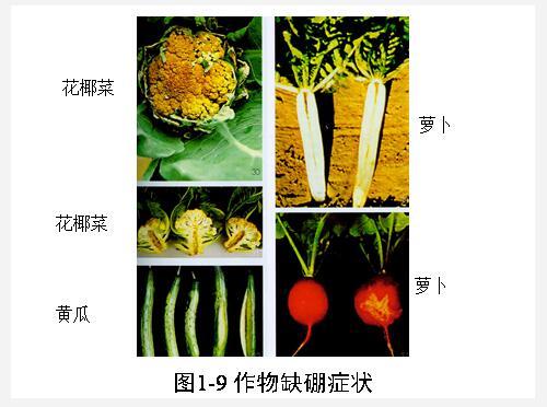 九禾
