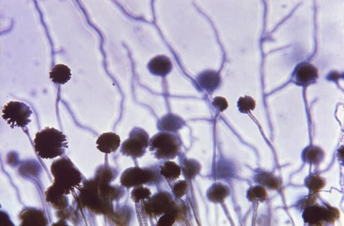 Aspergillus Niger Introduction