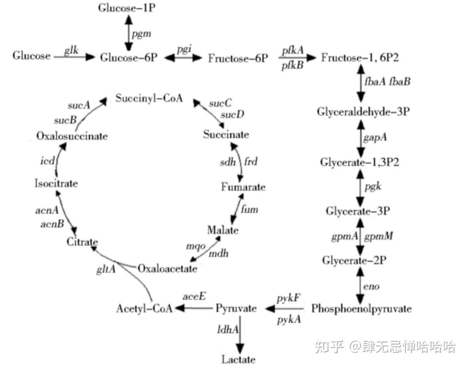 Introduction to the tricarboxylic acid cycle