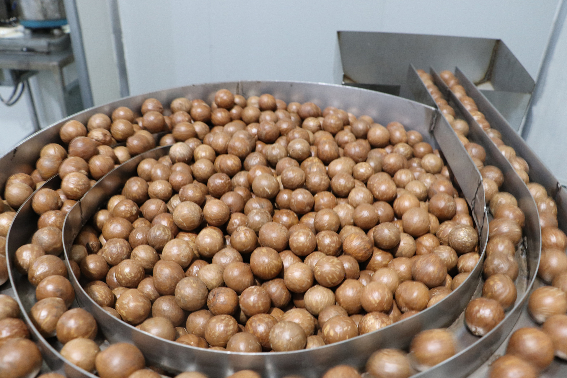nut processing