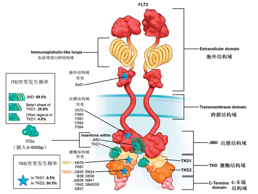 FLT3突變檢測試劑盒（RUO）