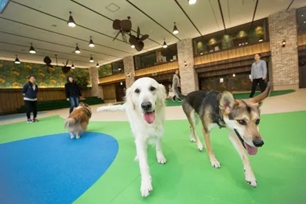日本最大的宠物主题综合游乐园Wancott进驻中国，宠物经济赛道又添新选手！