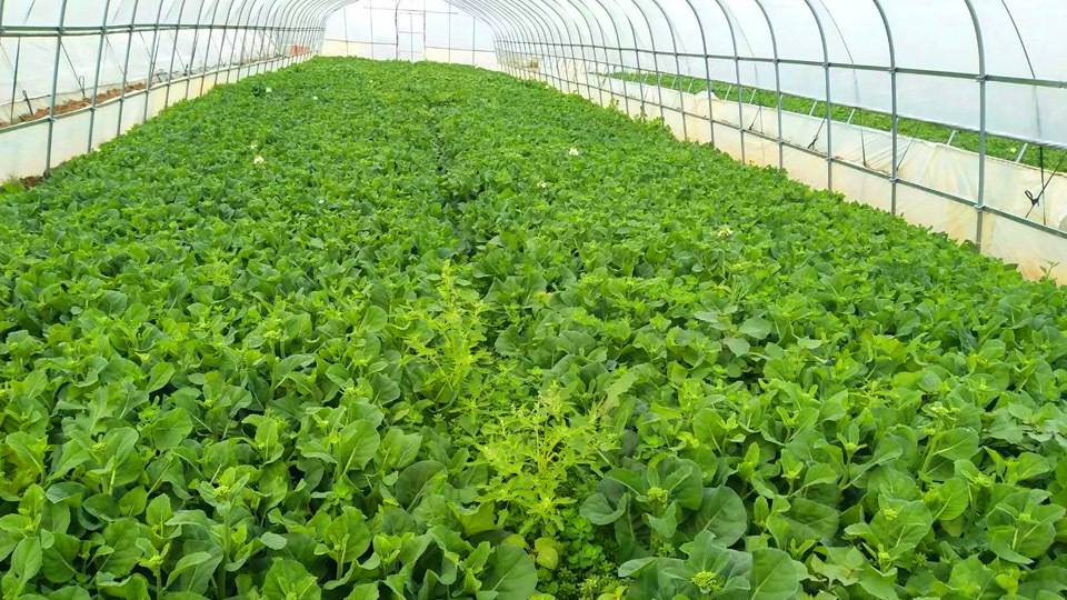 種植基地