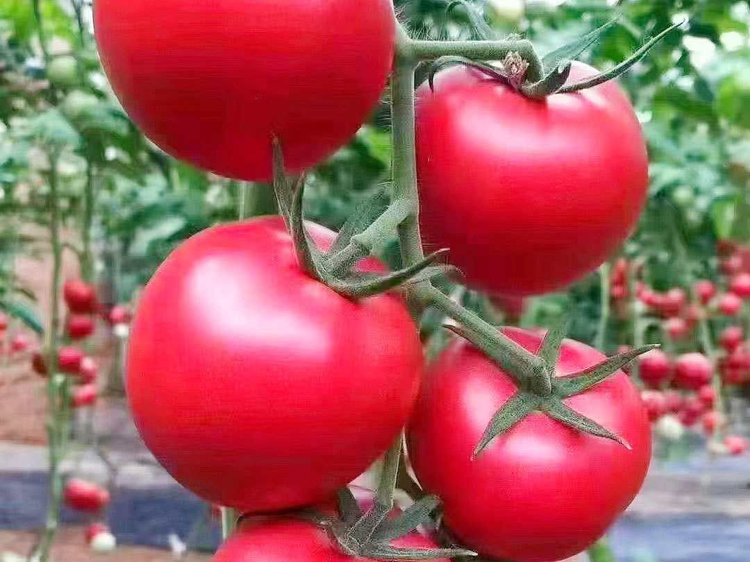 西紅柿