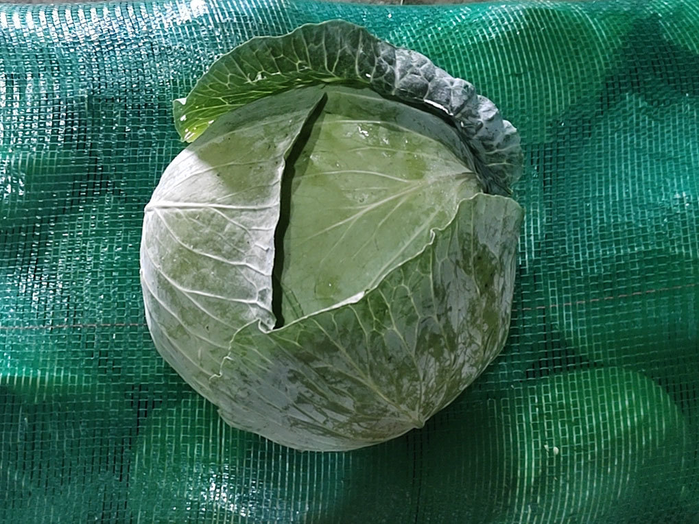 椰菜