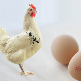 Rongda poultry