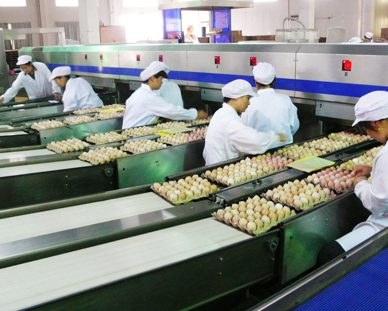 Automatic egg sorting equipment line