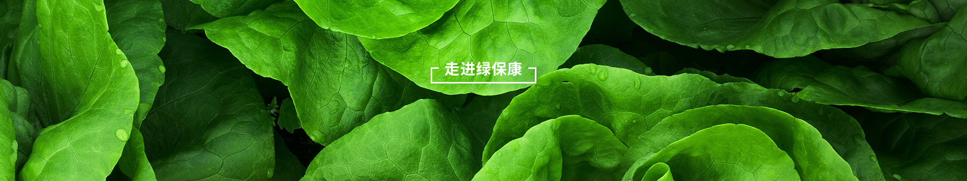 走进绿保康