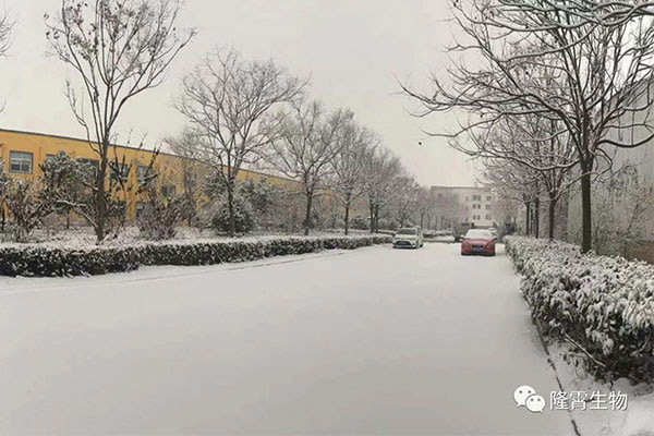 雪景