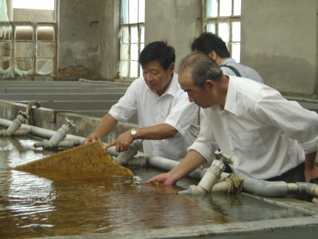 申請專利：鼠尾藻人工育苗技術(shù)