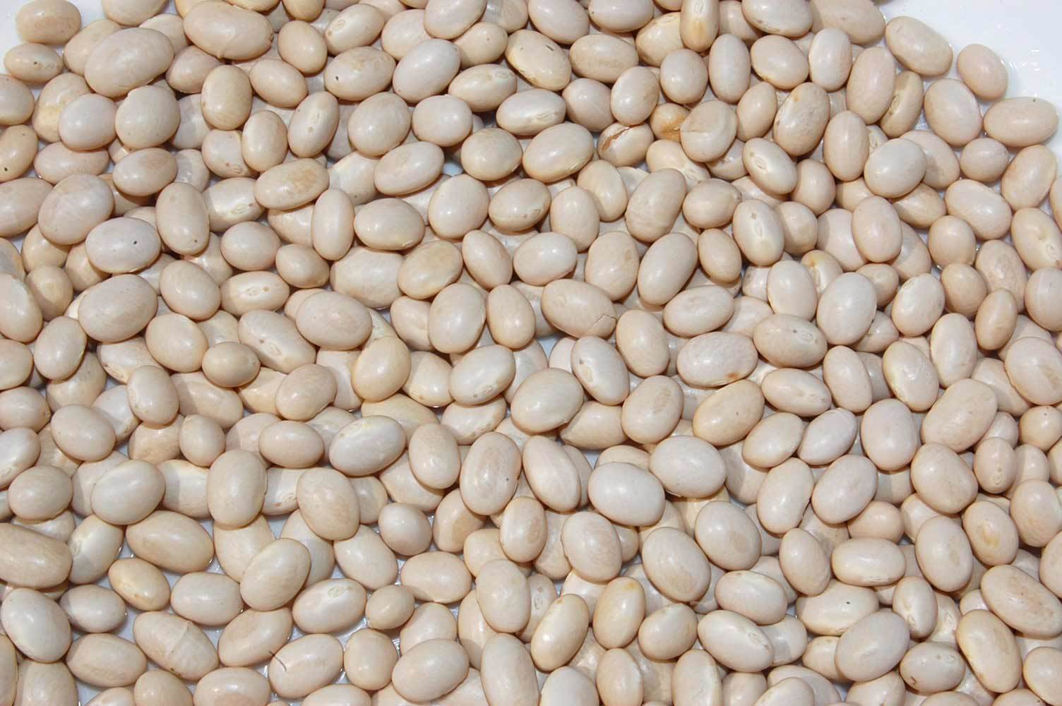 white kidney beans navy type