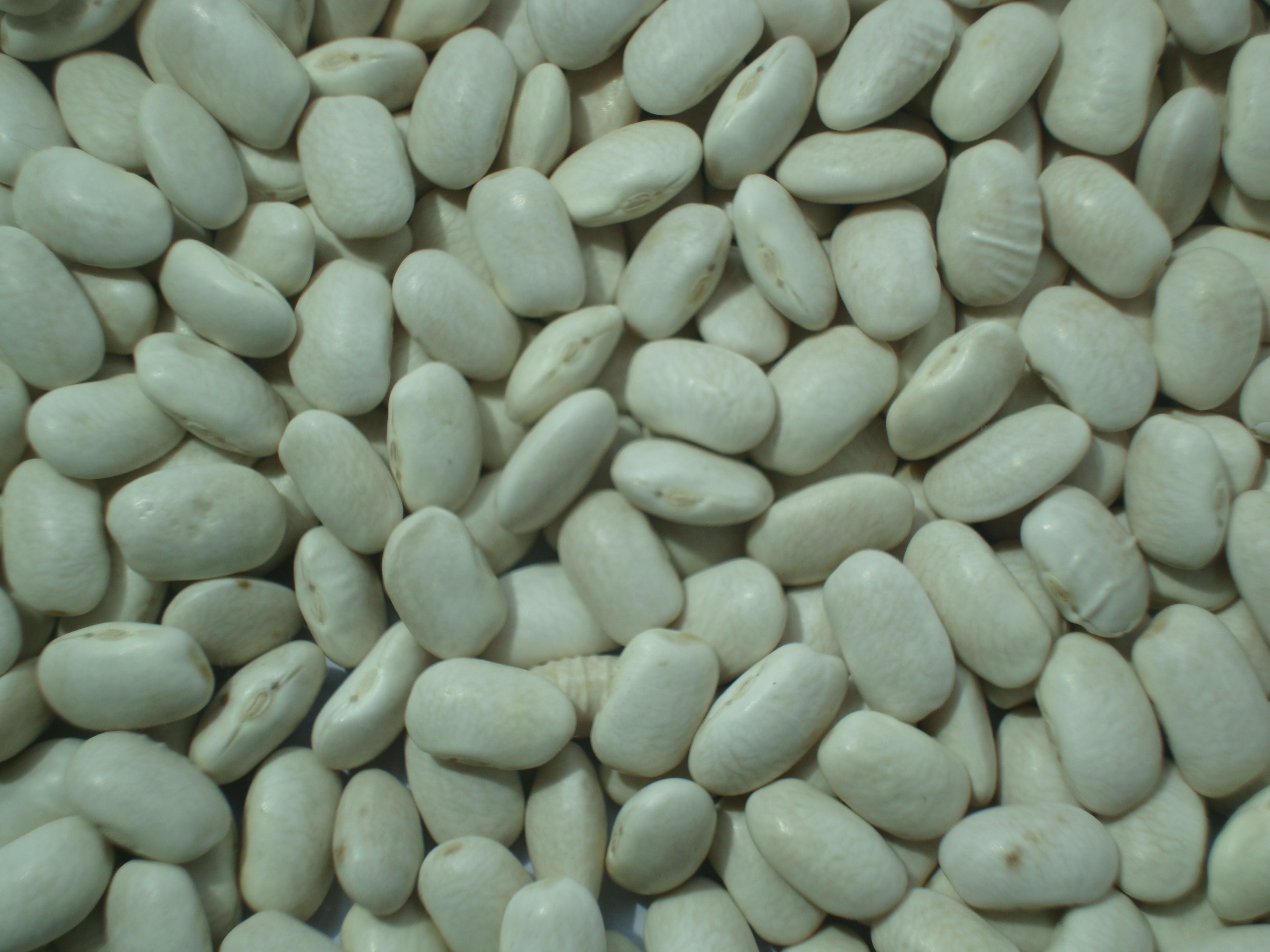 white kidney beans midium2