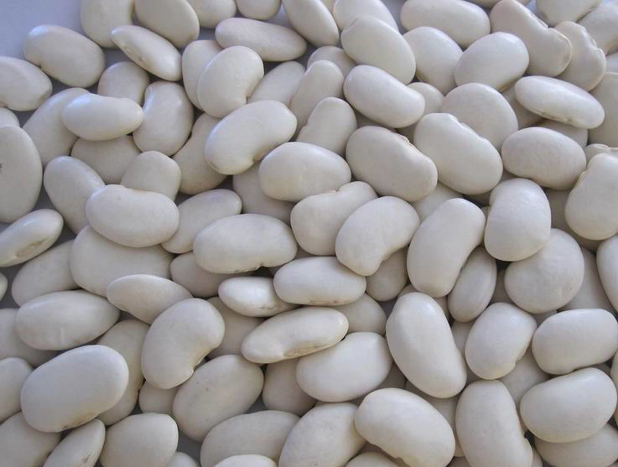 large white kidney beans