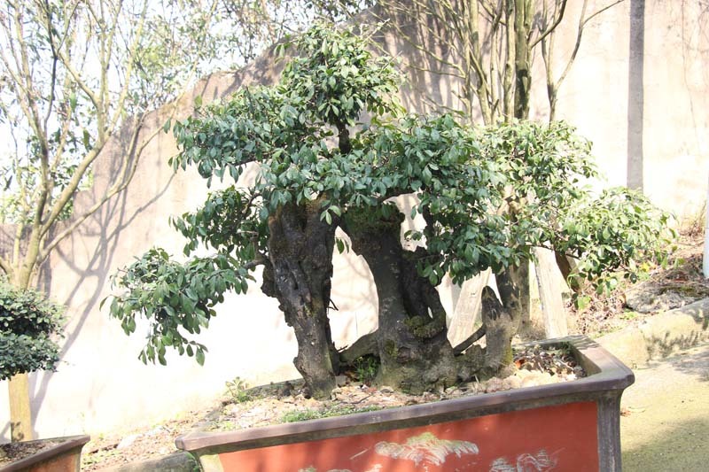 苗木工程