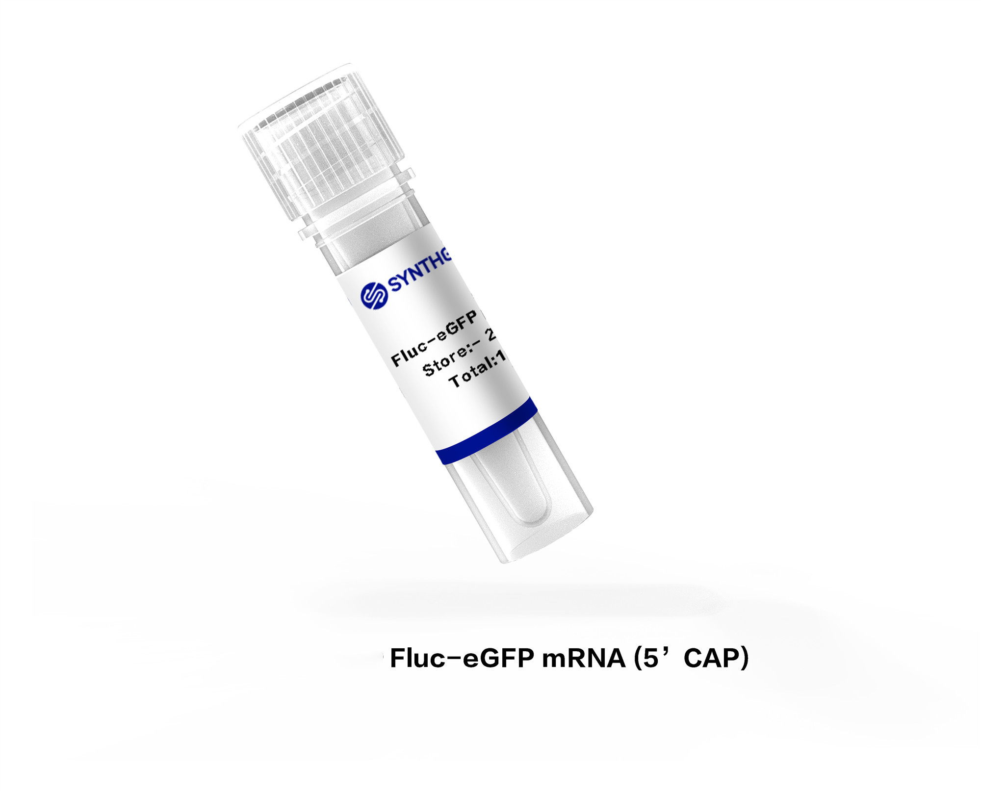 Fluc-eGFP mRNA (5’CAP)