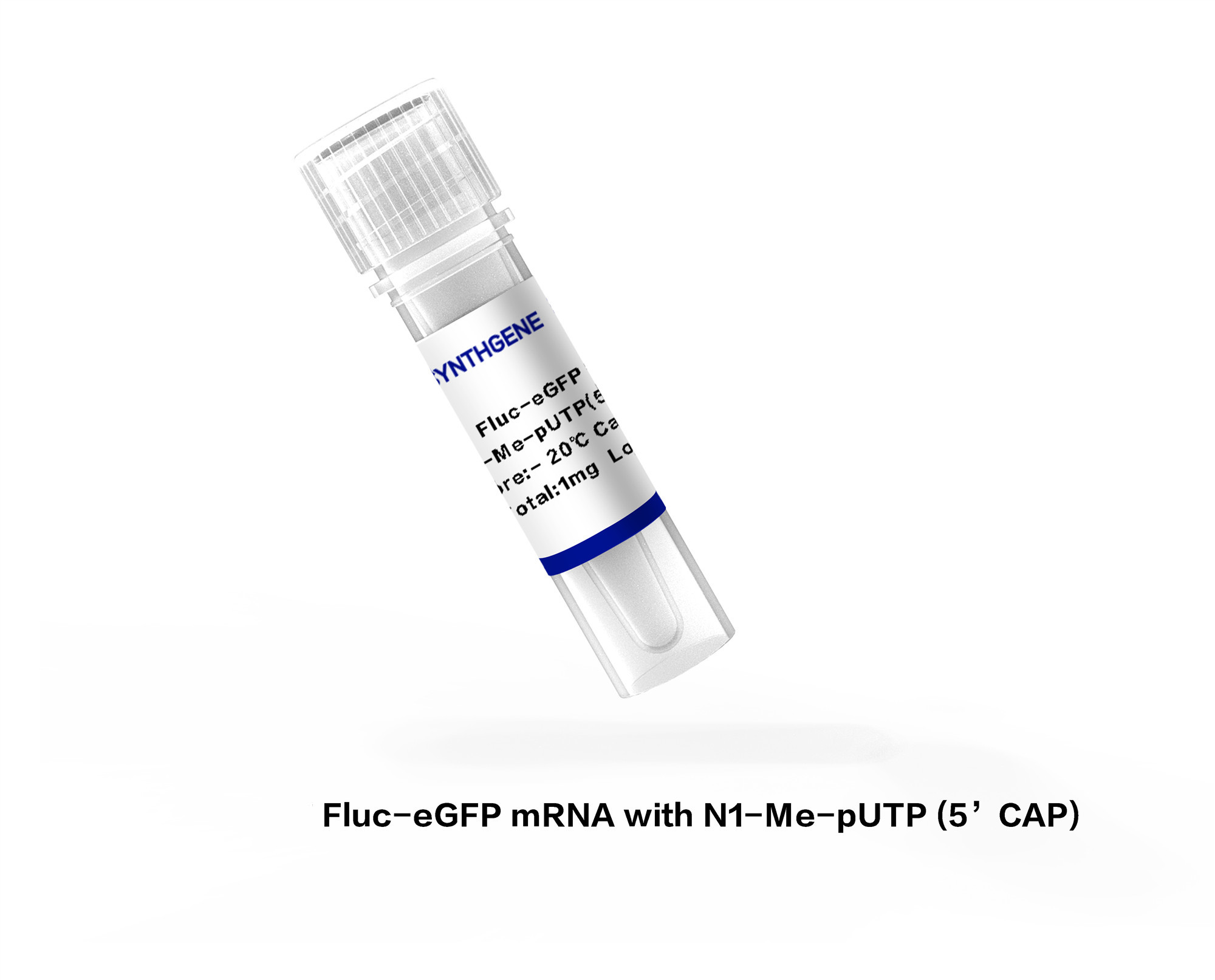 Fluc-eGFP mRNA with N1-Me-pUTP (5鈥機AP)