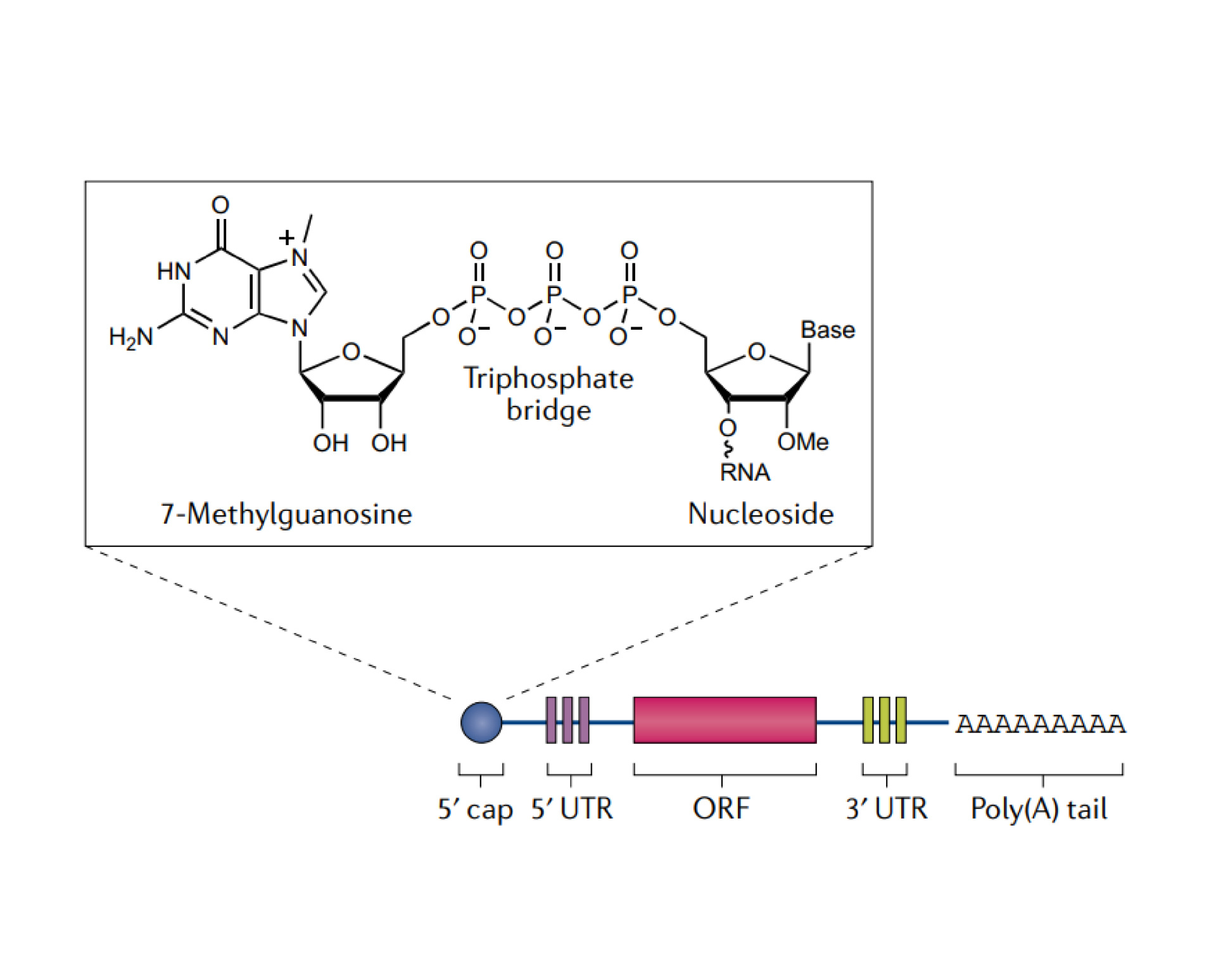 mRNA customization service