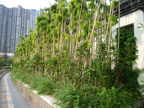 常州生態(tài)綠城建成老運河