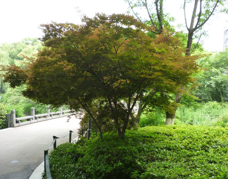 紅梅公園