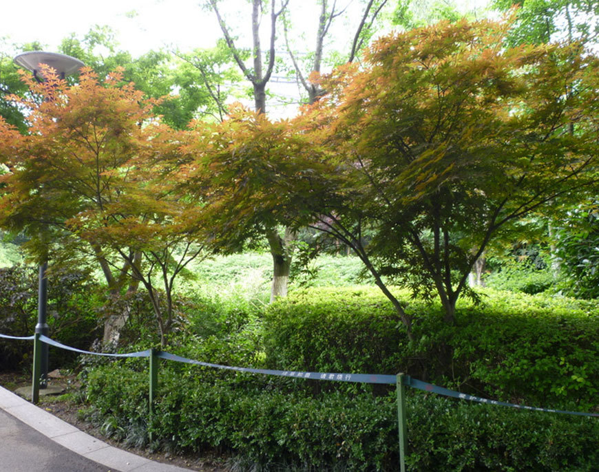 紅梅公園