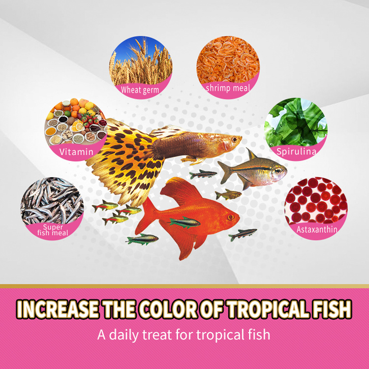 Tropical fish and outlet feed