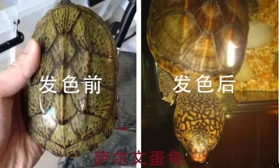 有颜任性——龟之美色